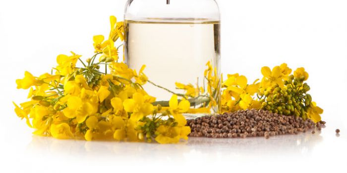 organic_canola_oil