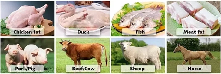 Animal Fat Production Line Equipment Overview